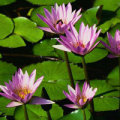 shi苞谷菜童鞋