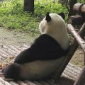 正正努力脱宅
