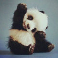 下一个米特尼克
